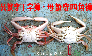 九月份吃公蟹還是母蟹？公蟹和母蟹哪個(gè)更好吃？