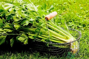 芹菜汁能去斑嗎？芹菜汁可以做面膜嗎？