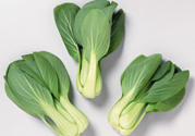 九月份吃什么蔬菜？適合九月份吃的蔬菜推薦