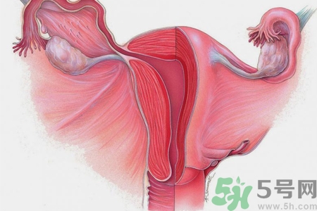 子宮移位的原因是什么？子宮移位的癥狀有哪些？