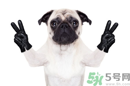 狗狗吃什么最好？狗狗不能吃的食物有哪些？