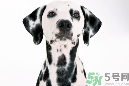 狗狗怎么訓(xùn)練？狗狗怎么喂養(yǎng)？