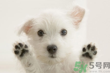 狗狗咳嗽怎么回事？狗狗咳嗽怎么辦？