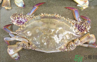 河蟹死了還能吃嗎？河蟹死了多久還能吃？