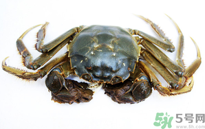 河蟹死了還能吃嗎？河蟹死了多久還能吃？
