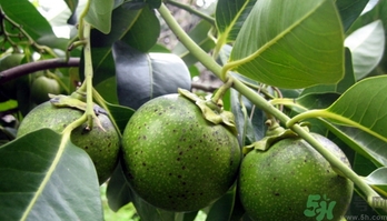 黑柿的營(yíng)養(yǎng)價(jià)值及功效 黑柿怎么吃？