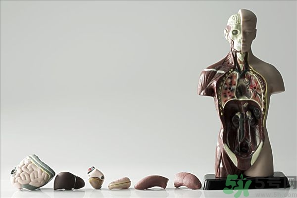 腸炎肚子疼怎么辦？腸炎肚子疼怎么緩解？