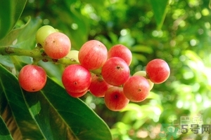 五月茶的功效 五月茶怎么吃？