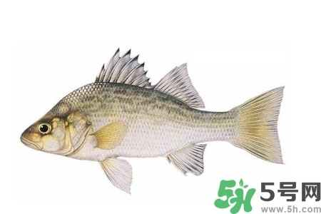 秋季適合吃什么魚？秋季吃魚的好處？