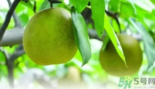 吃梨子喝水會(huì)拉肚子嗎？吃完梨子能喝水嗎？