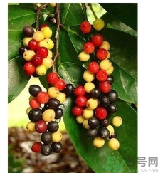 五月茶的功效 五月茶怎么吃？
