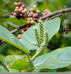 五月茶的功效 五月茶怎么吃？
