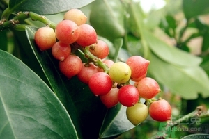 五月茶的功效 五月茶怎么吃？