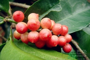 五月茶的功效 五月茶怎么吃？