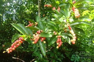 五月茶的功效 五月茶怎么吃？