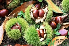 吃栗子會(huì)上火嗎？吃栗子會(huì)便秘嗎？