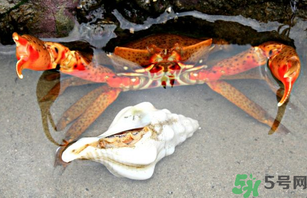 河蟹死了一天能吃嗎？河蟹死了多久不能吃？