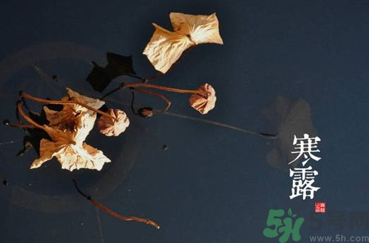 寒露是什么意思？寒露是幾月幾日