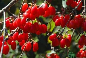 茱萸是什么？重陽節(jié)為什么要插茱萸？