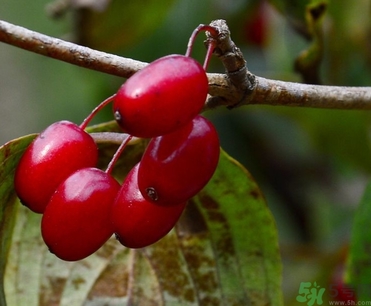 茱萸是什么？重陽節(jié)為什么要插茱萸？