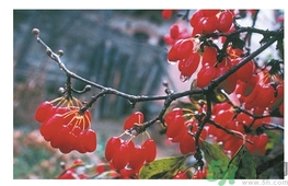 茱萸是什么？重陽節(jié)為什么要插茱萸？