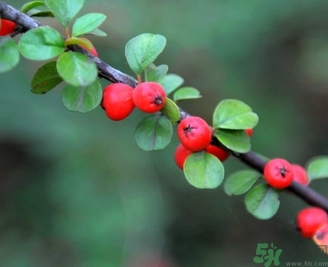 茱萸是什么？重陽節(jié)為什么要插茱萸？