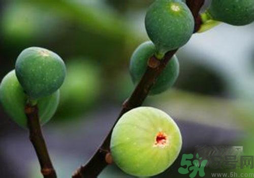 吃無(wú)花果會(huì)過(guò)敏嗎？吃無(wú)花果干會(huì)過(guò)敏嗎？