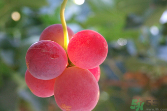 巨峰葡萄多少錢一斤？巨峰葡萄價(jià)格