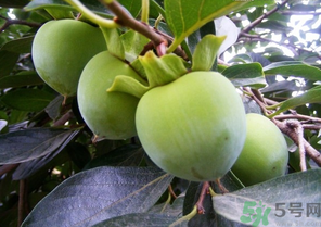 青柿子怎么吃？青柿子能吃嗎？