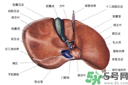 男性護肝的方法有哪些？養(yǎng)肝護肝必吃3大營養(yǎng)素