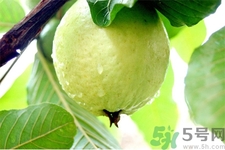 芭樂(lè)怎么吃？芭樂(lè)的營(yíng)養(yǎng)價(jià)值與功效