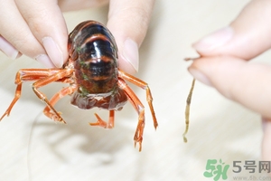 活蝦怎么處理干凈蝦線？活蝦怎么去蝦線？