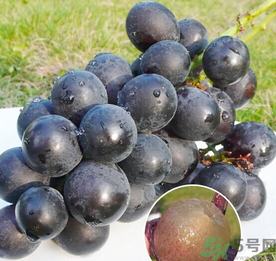 巨峰葡萄怎么保存？巨峰葡萄可以放多久？