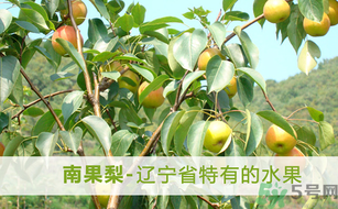孕婦能吃南國梨嗎？南國梨孕婦可以吃嗎？