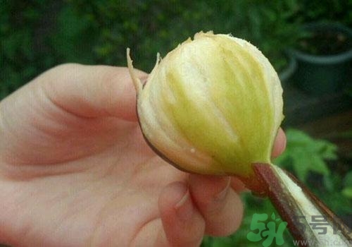 吃無花果要剝皮嗎？吃無花果皮有什么好處？