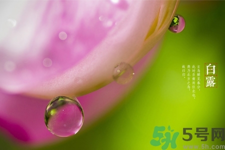 白露節(jié)吃什么？白露節(jié)的傳統(tǒng)美食有哪些？