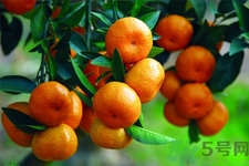 橘子可以多吃嗎？橘子吃多了會(huì)怎樣？