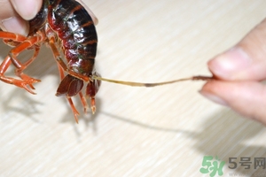 活蝦怎么處理干凈蝦線？活蝦怎么去蝦線？