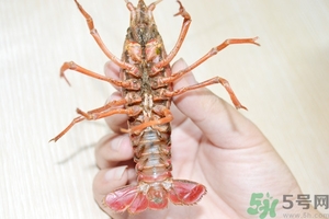 活蝦怎么處理干凈蝦線？活蝦怎么去蝦線？
