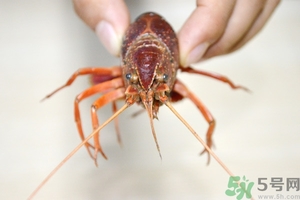 活蝦怎么處理干凈蝦線？活蝦怎么去蝦線？
