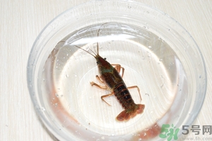 活蝦怎么處理干凈蝦線？活蝦怎么去蝦線？