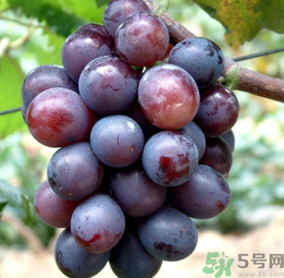巨峰葡萄怎么有酒味？葡萄有酒味還能吃嗎？