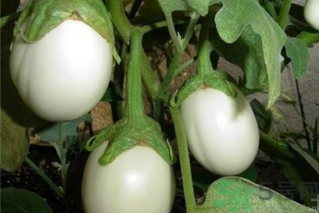 蛋樹(shù)是什么？蛋樹(shù)可以吃嗎？