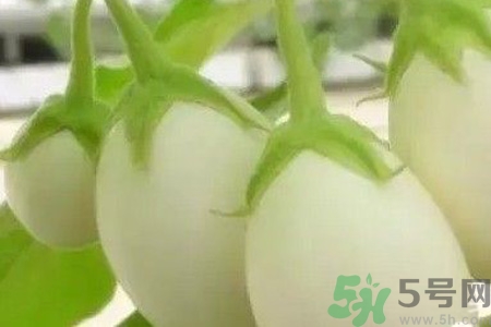 蛋樹(shù)是什么？蛋樹(shù)可以吃嗎？