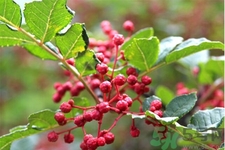 花椒可以治療打鼾嗎？花椒的好處有哪些？