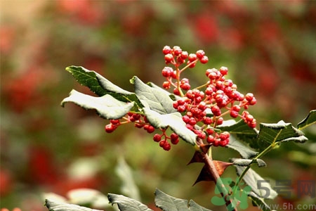 花椒可以治療打鼾嗎？花椒的好處有哪些？