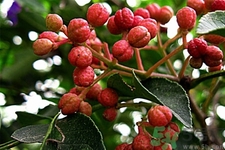花椒可以治療打鼾嗎？花椒的好處有哪些？