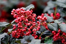 花椒可以治療打鼾嗎？花椒的好處有哪些？