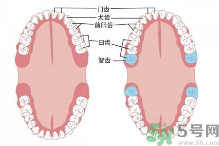 多少歲開始長智齒？智慧牙長到多少歲？