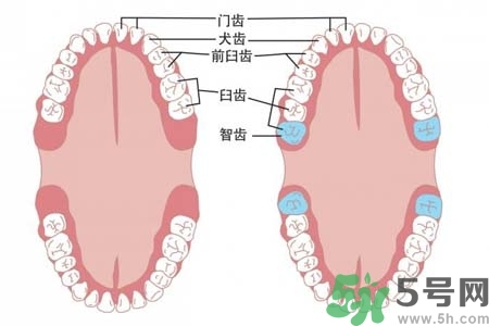智齒橫著長(zhǎng)怎么辦？智齒橫著長(zhǎng)一定要拔了嗎？
